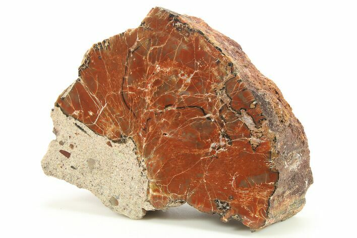 Polished Petrified Wood (Araucarioxylon) - Arizona #284325